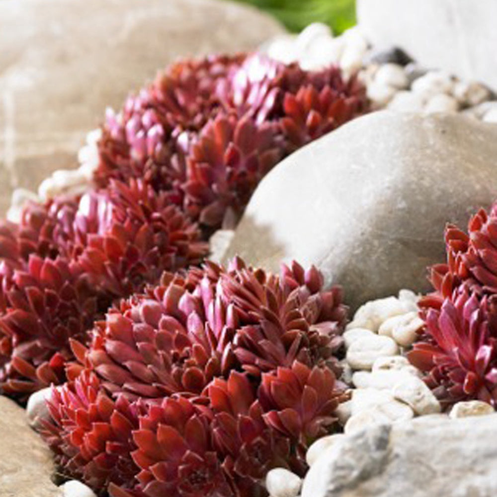  3 Joubarbes Chick Charms® Trio - Sempervivum