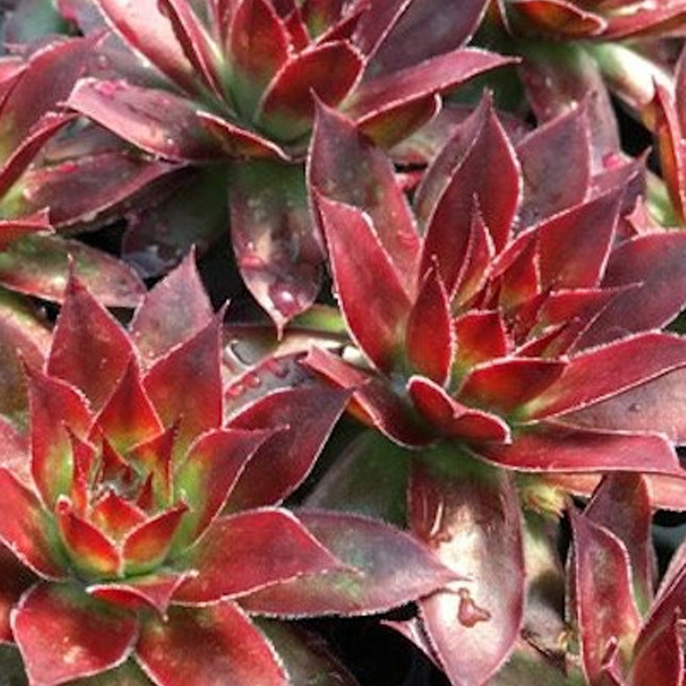  3 Joubarbes Chick Charms® Trio - Sempervivum