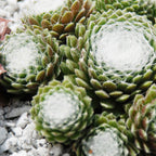  3 Joubarbes Chick Charms® Trio - Sempervivum