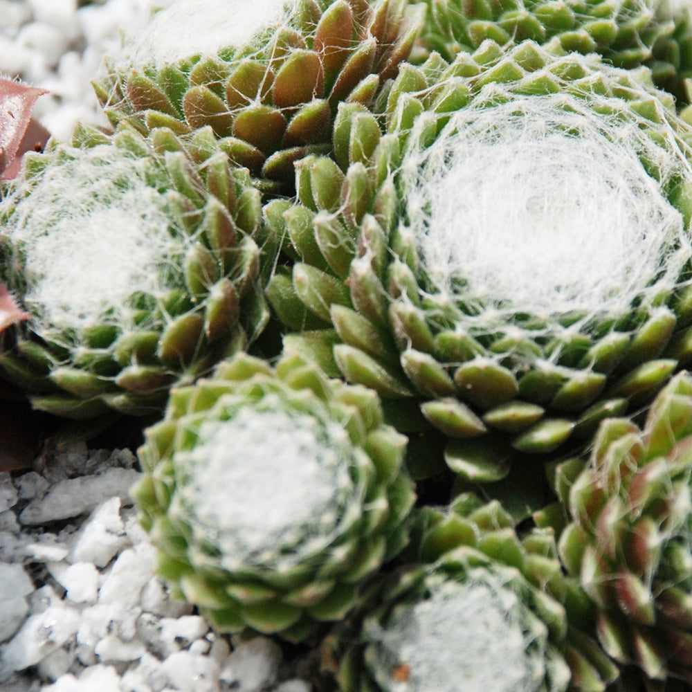 3 Joubarbes Chick Charms® Trio - Sempervivum