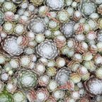  3 Joubarbes Chick Charms® Trio - Sempervivum
