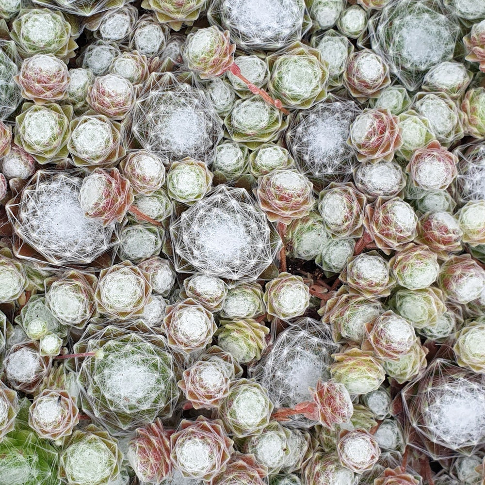  3 Joubarbes Chick Charms® Trio - Sempervivum