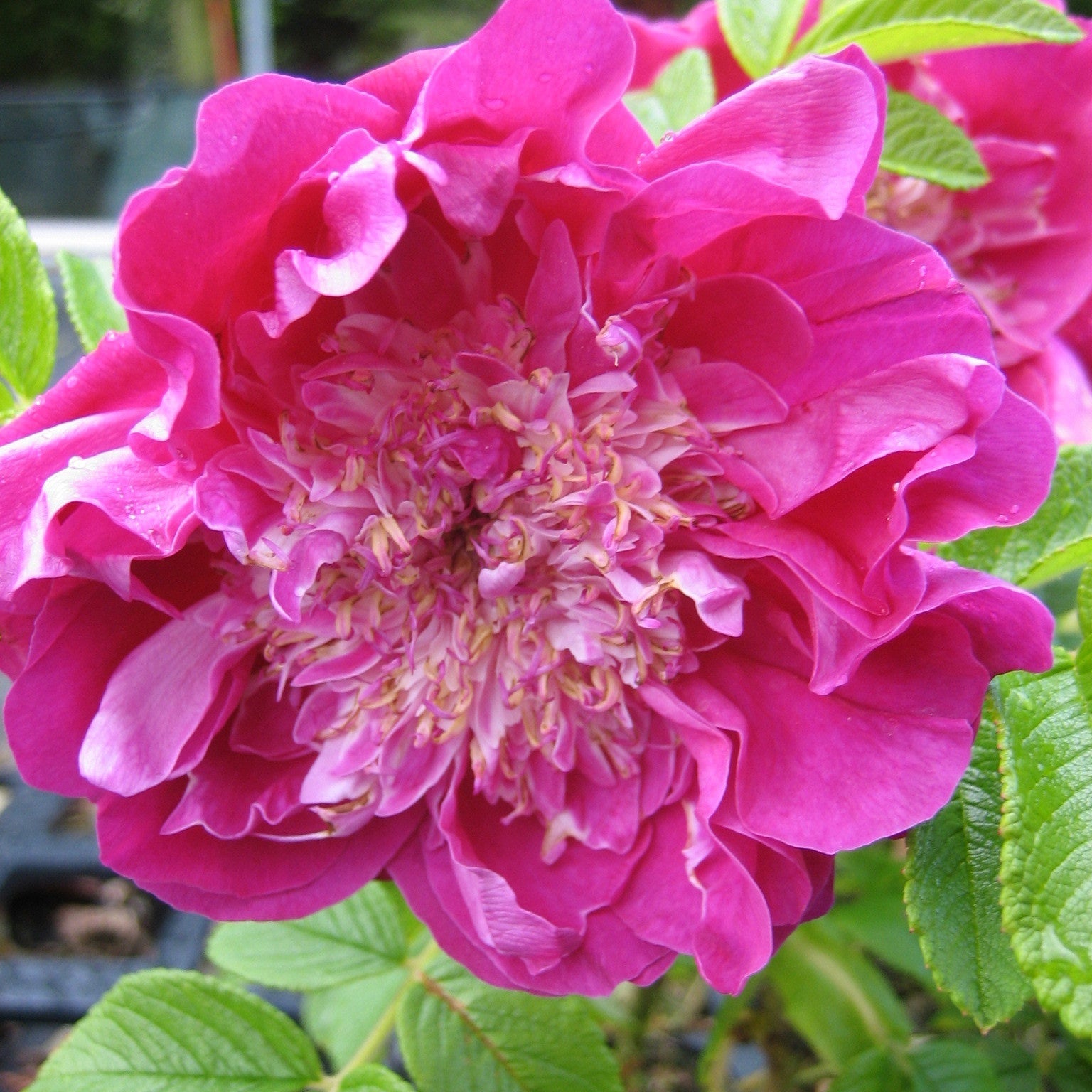  3 Rosiers Pompom Perfume ® Pivoine
