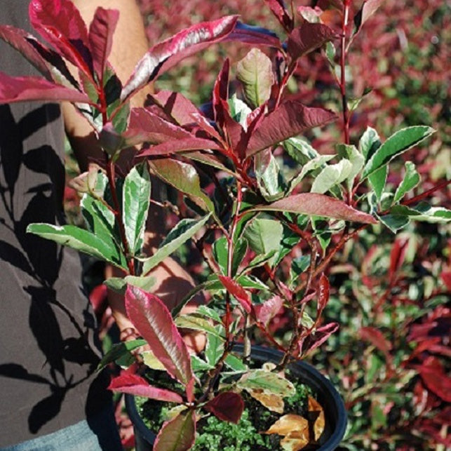  Photinia Pink Marble