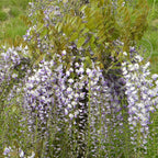 Glycine De Chine Caroline