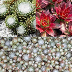  3 Joubarbes Chick Charms® Trio - Sempervivum