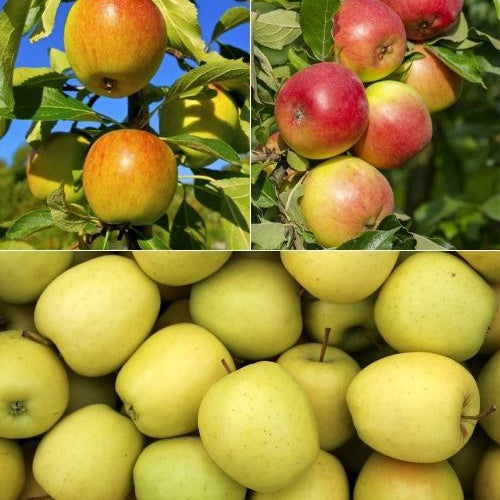  Collection De Pommiers : Reine De Reinettes, Cox's, Golden Delicious