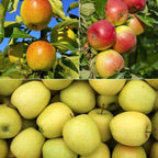  Collection De Pommiers : Reine De Reinettes, Cox's, Golden Delicious