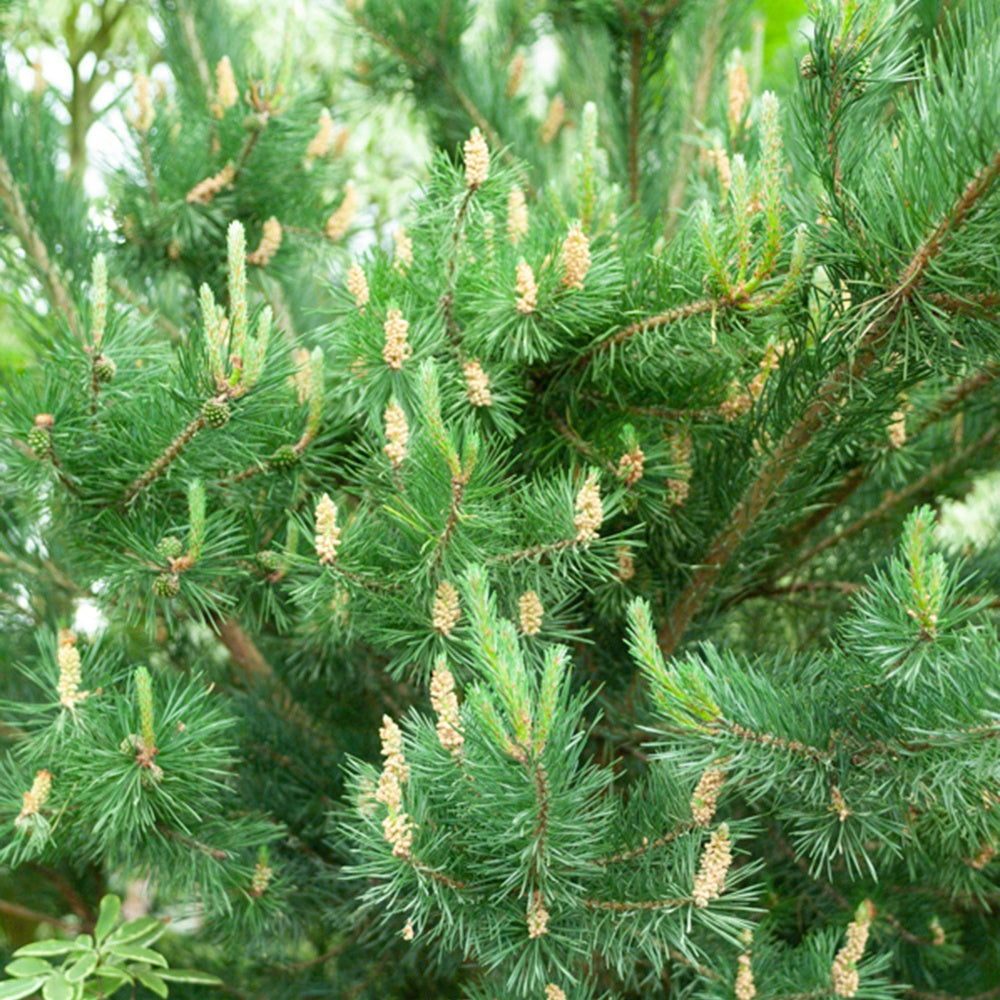  Pin Sylvestre