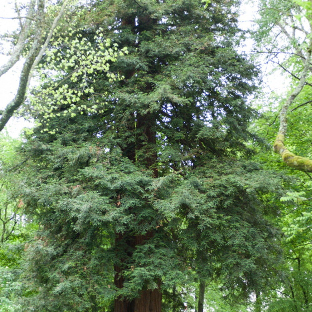  Sequoia à Feuilles D'If
