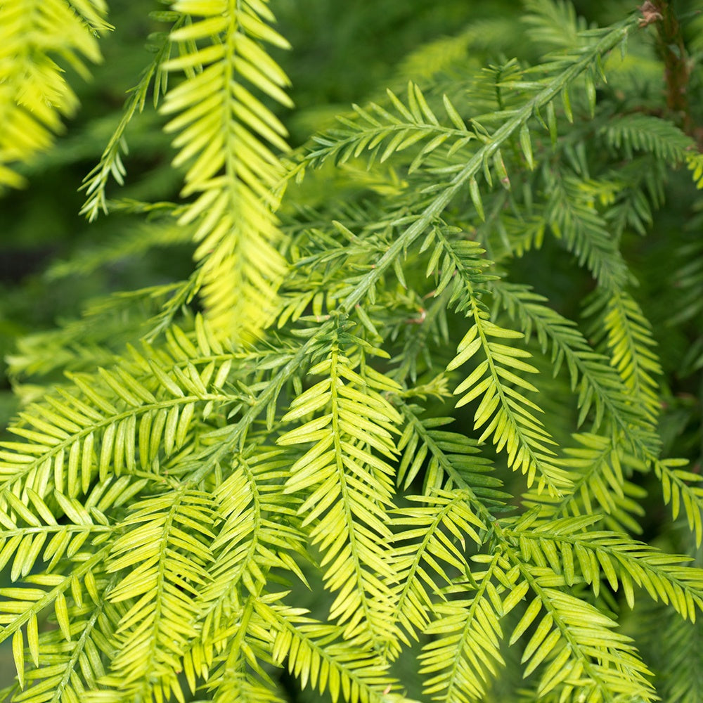 Sequoia à Feuilles D'If