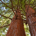  Sequoia à Feuilles D'If