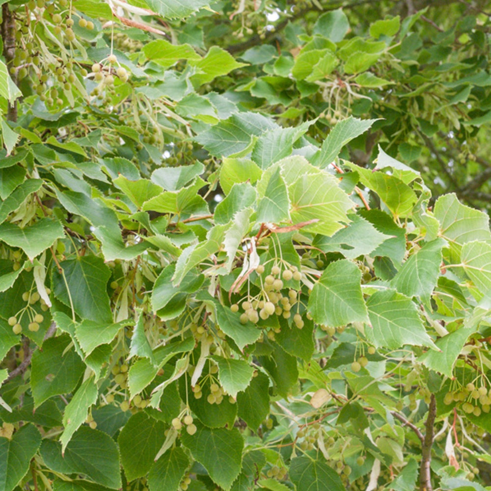  Tilleul à Petites Feuilles