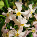  Jasmin étoilé Pink Showers