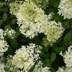  Hortensia Paniculé Dentelle De Gorron ®