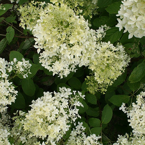  Hortensia Paniculé Dentelle De Gorron ®