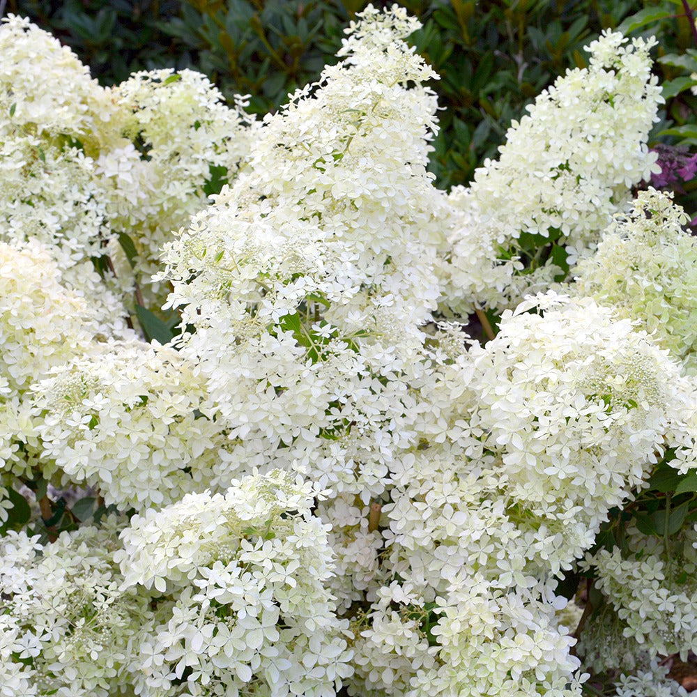  Hortensia Paniculé Dentelle De Gorron ®