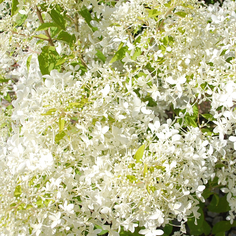  Hortensia Paniculé Dentelle De Gorron ®
