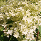  Hortensia Paniculé Dentelle De Gorron ®