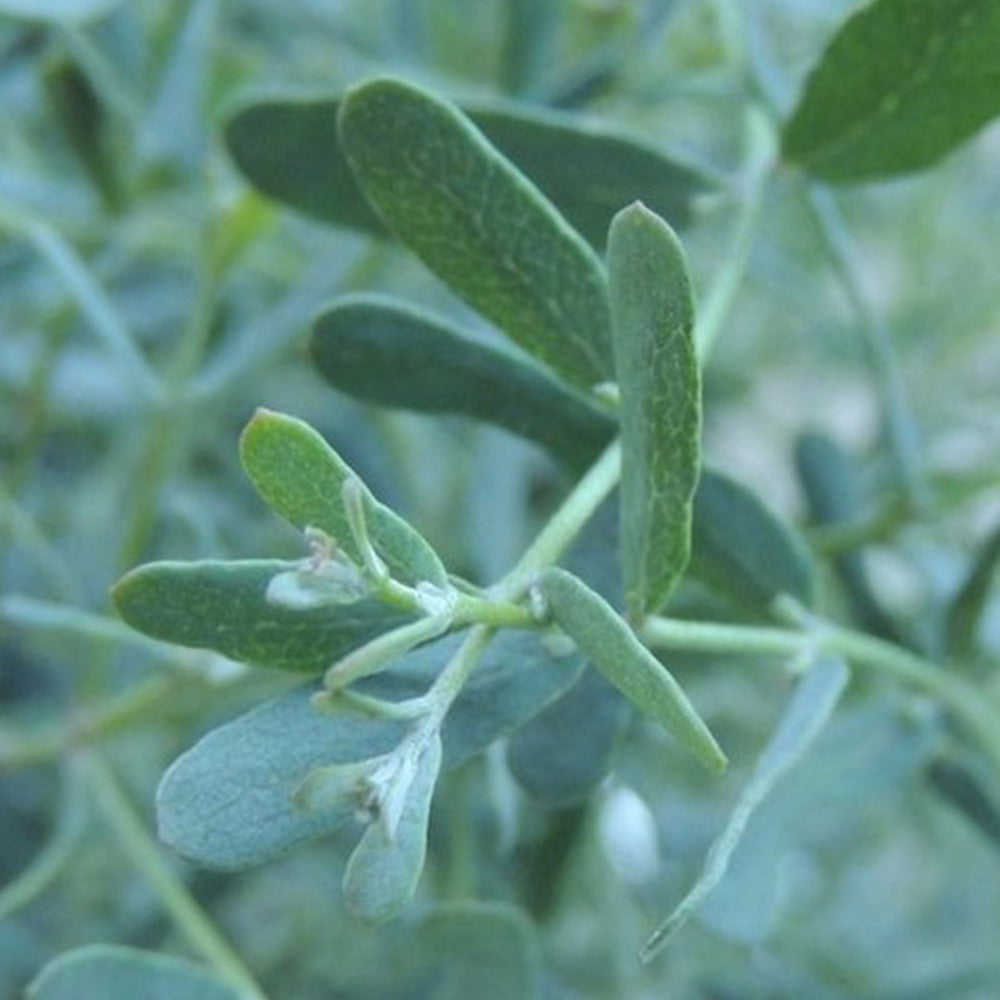  Eucalyptus Gunnii France Bleu ® Rengun