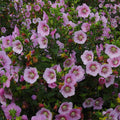  Mauve Du Cap Miss Pinky