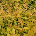  Abélia Gold Touch® BMR Gold