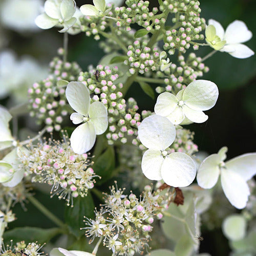  Hortensia Paniculé White Lady