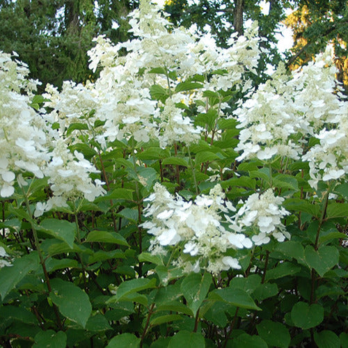  Hortensia Paniculé White Lady