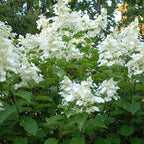  Hortensia Paniculé White Lady