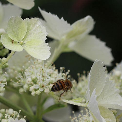  Hortensia Paniculé Pink Lady