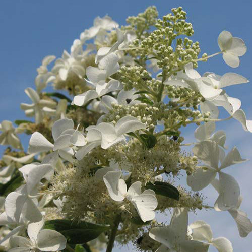  Hortensia Paniculé Levana
