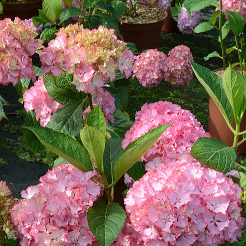  Hortensia So Long® Sunny