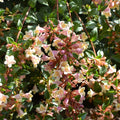  Abélia à Grandes Fleurs Sunny Charm ®