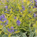  Caryopteris Worcester Gold