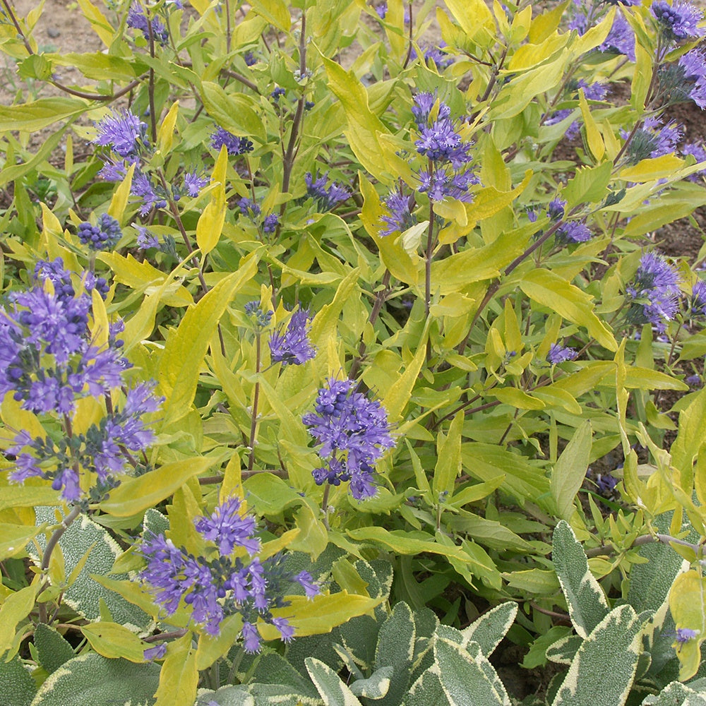  Caryopteris Worcester Gold
