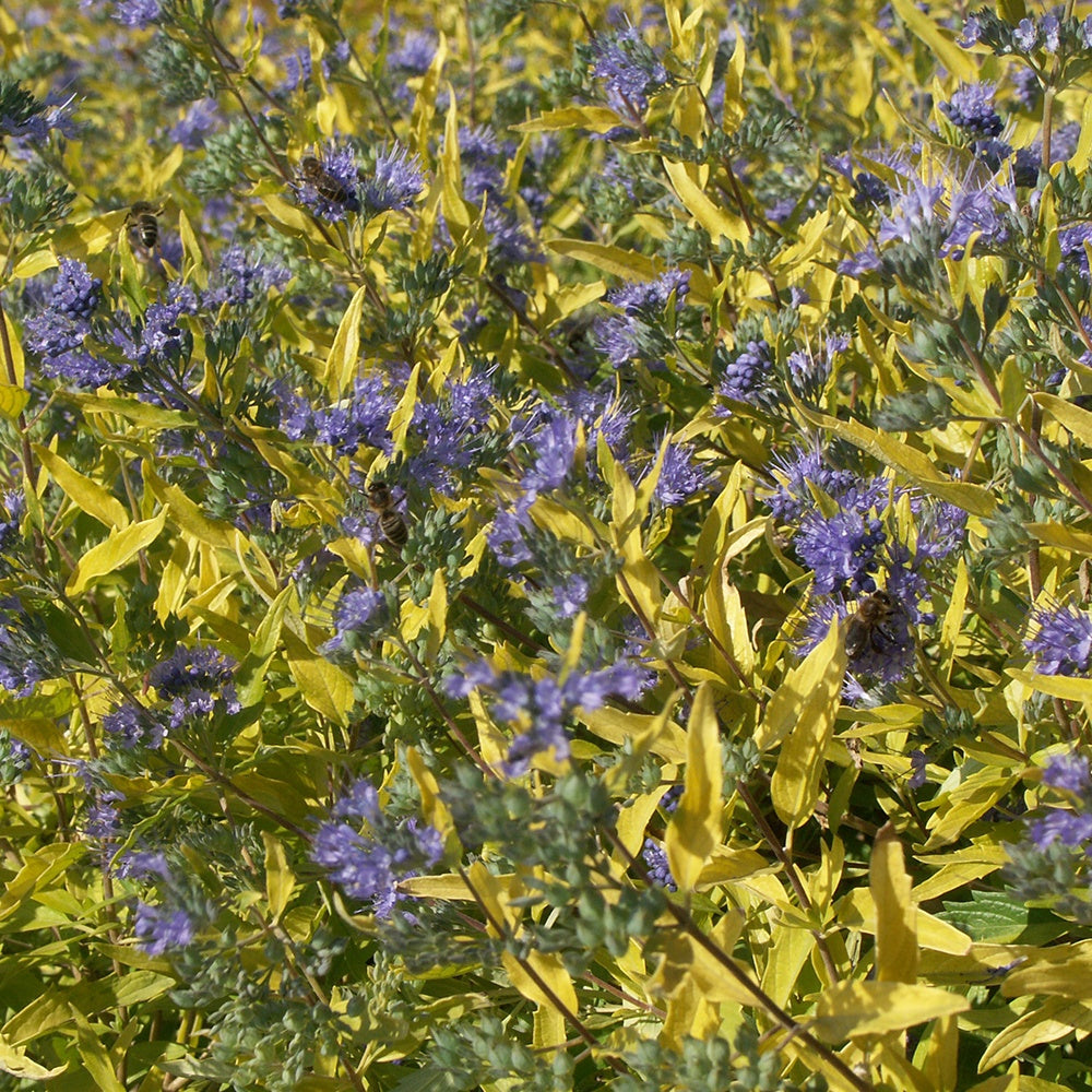  Caryopteris Worcester Gold