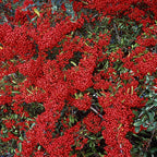  Buisson Ardent Saphyr® Rouge Cadrou - Pyracantha