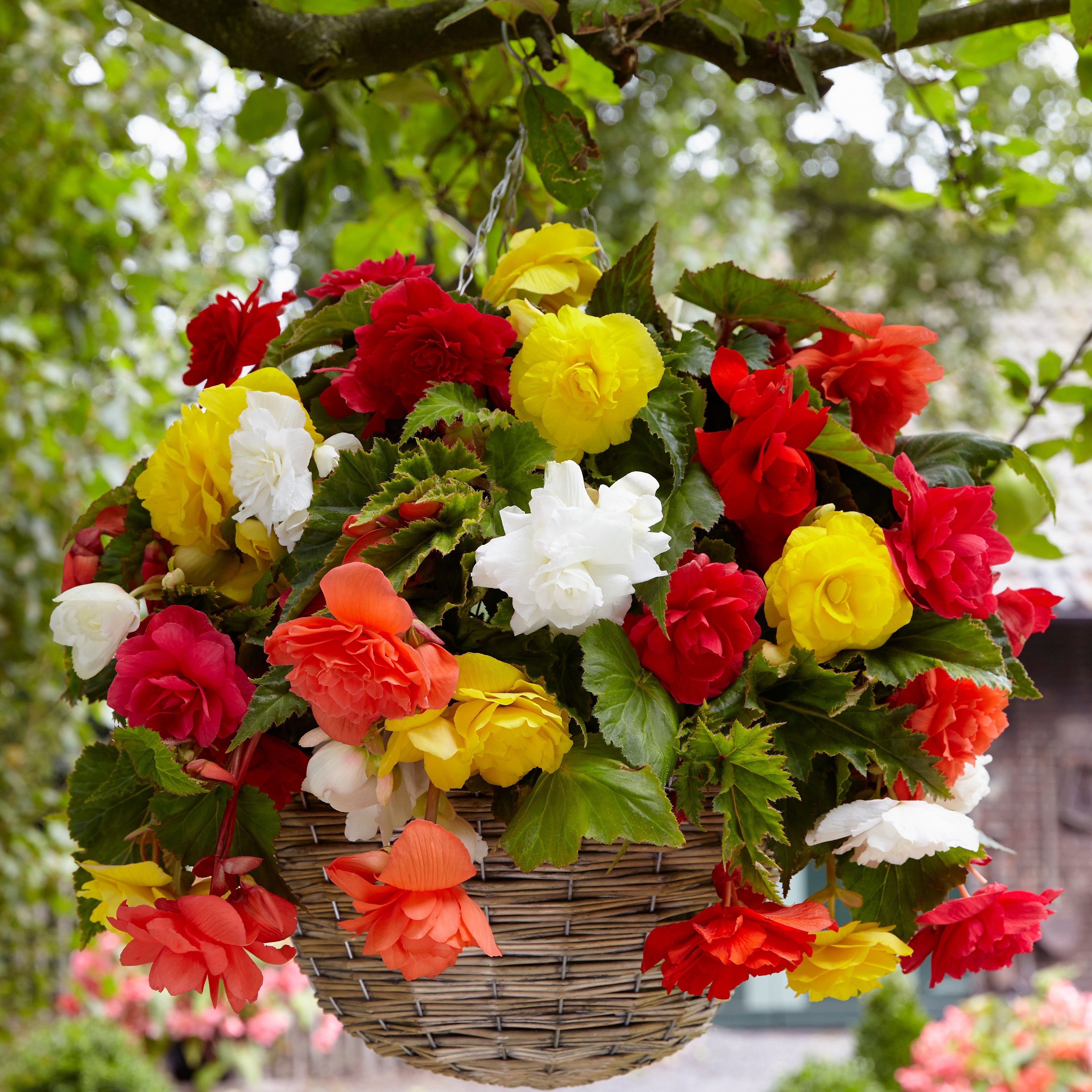  20 Bégonias Retombants à Grosses Fleurs En Mélange
