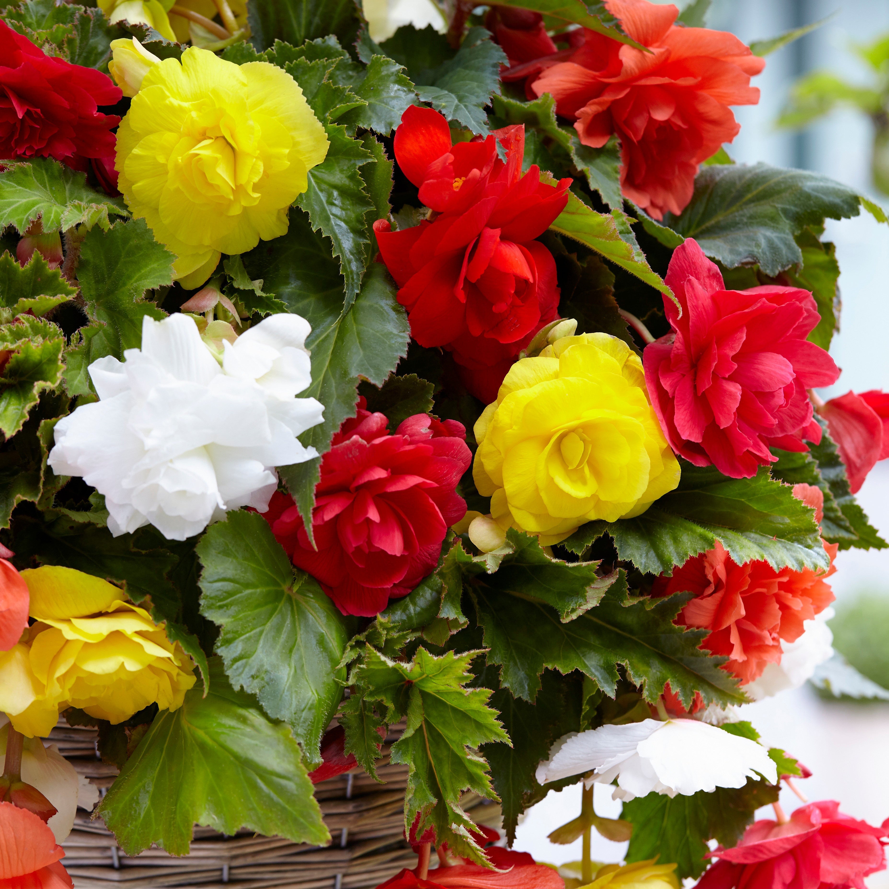  20 Bégonias Retombants à Grosses Fleurs En Mélange