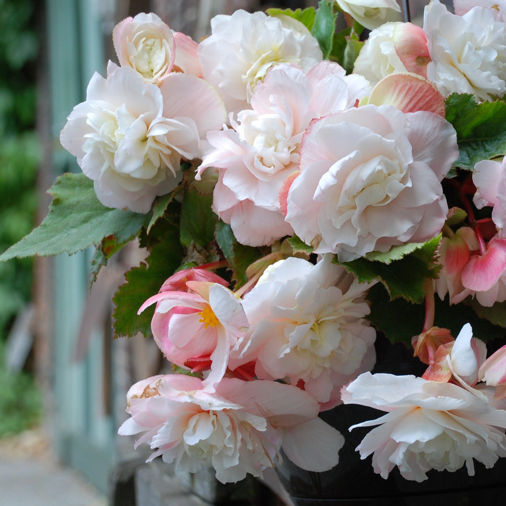  5 Bégonias Parfumés Angélique