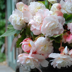  5 Bégonias Parfumés Angélique