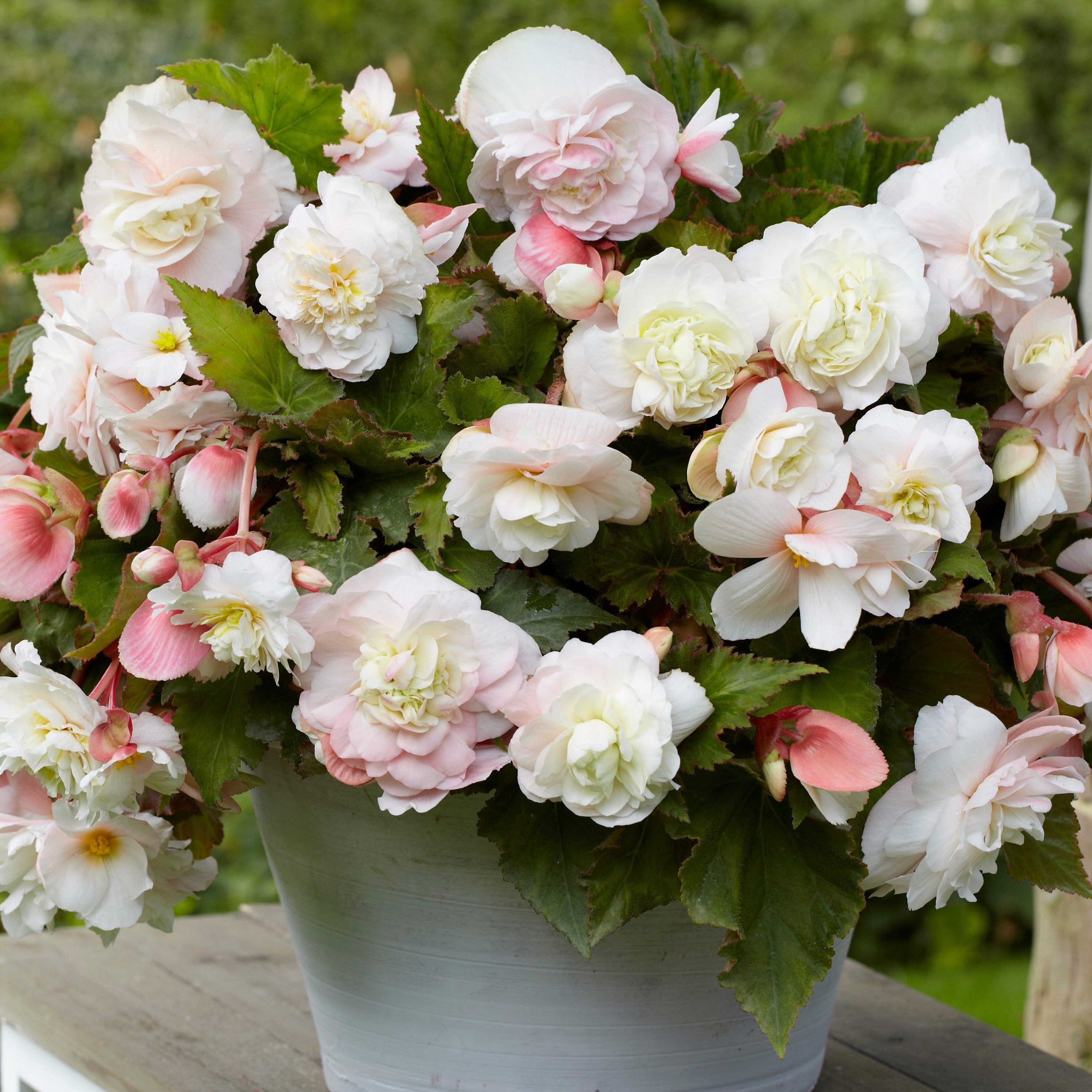  5 Bégonias Parfumés Angélique