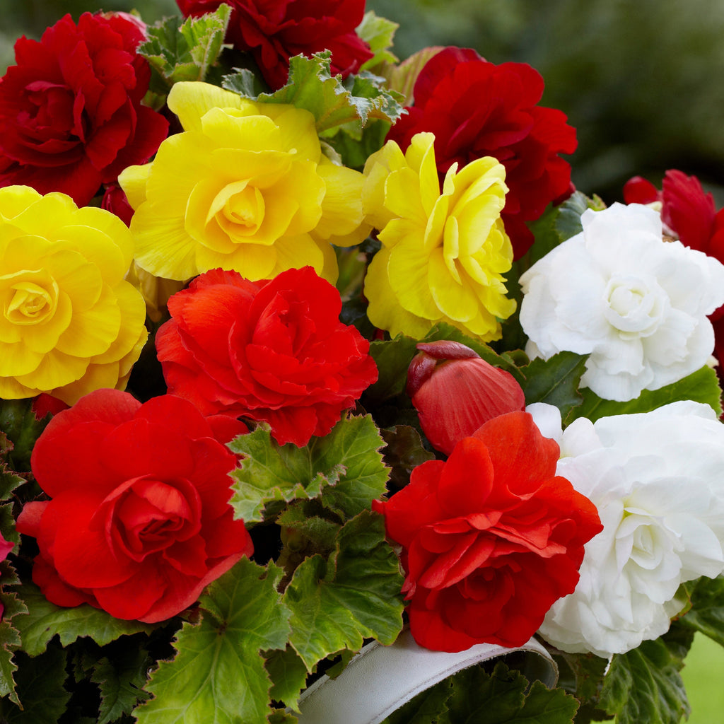  24 Bégonias Tubéreux Doubles En Mélange