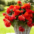  5 Bégonias Parfumées Red Glory