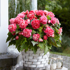  5 Bégonias à Fleurs De Camélia