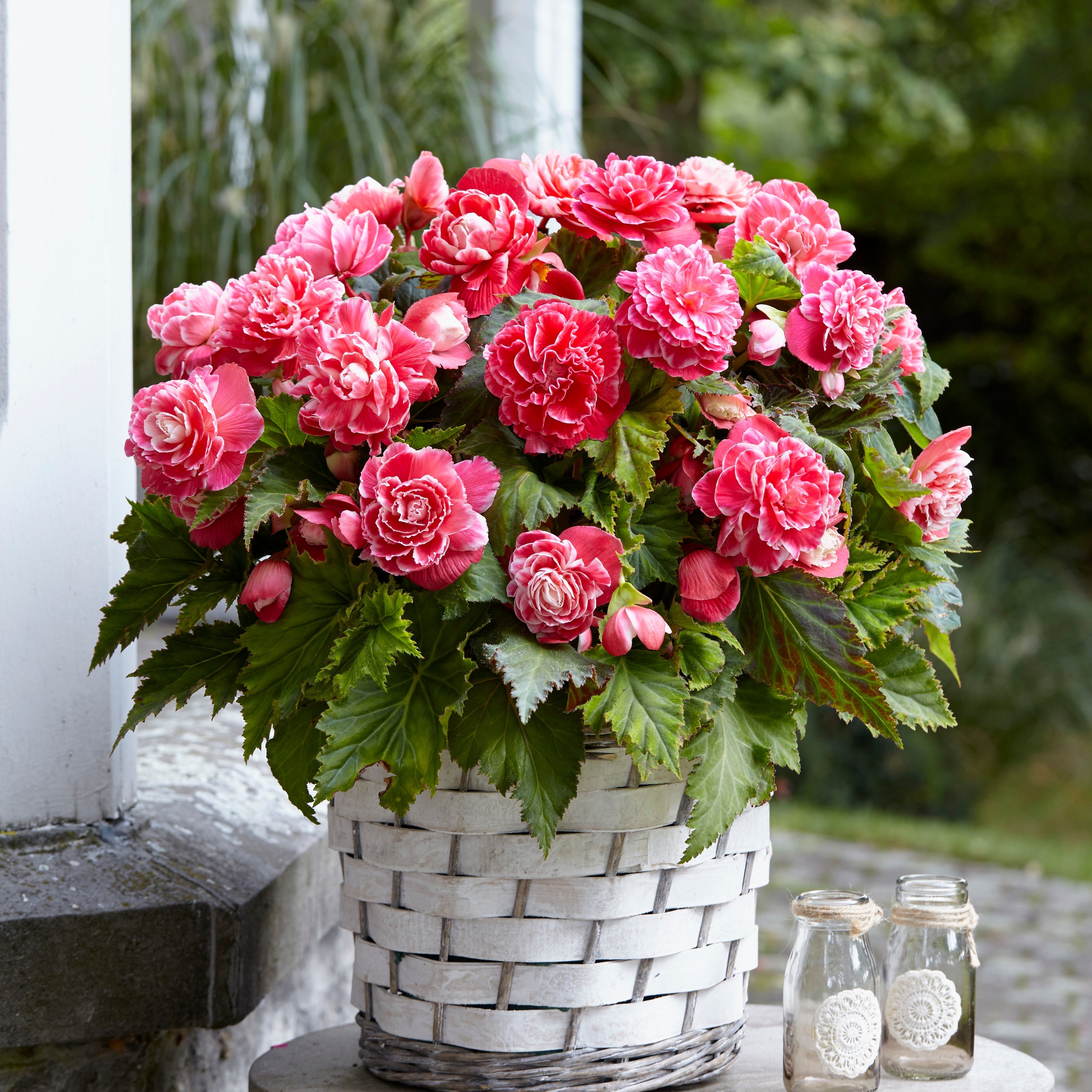 5 Bégonias à Fleurs De Camélia