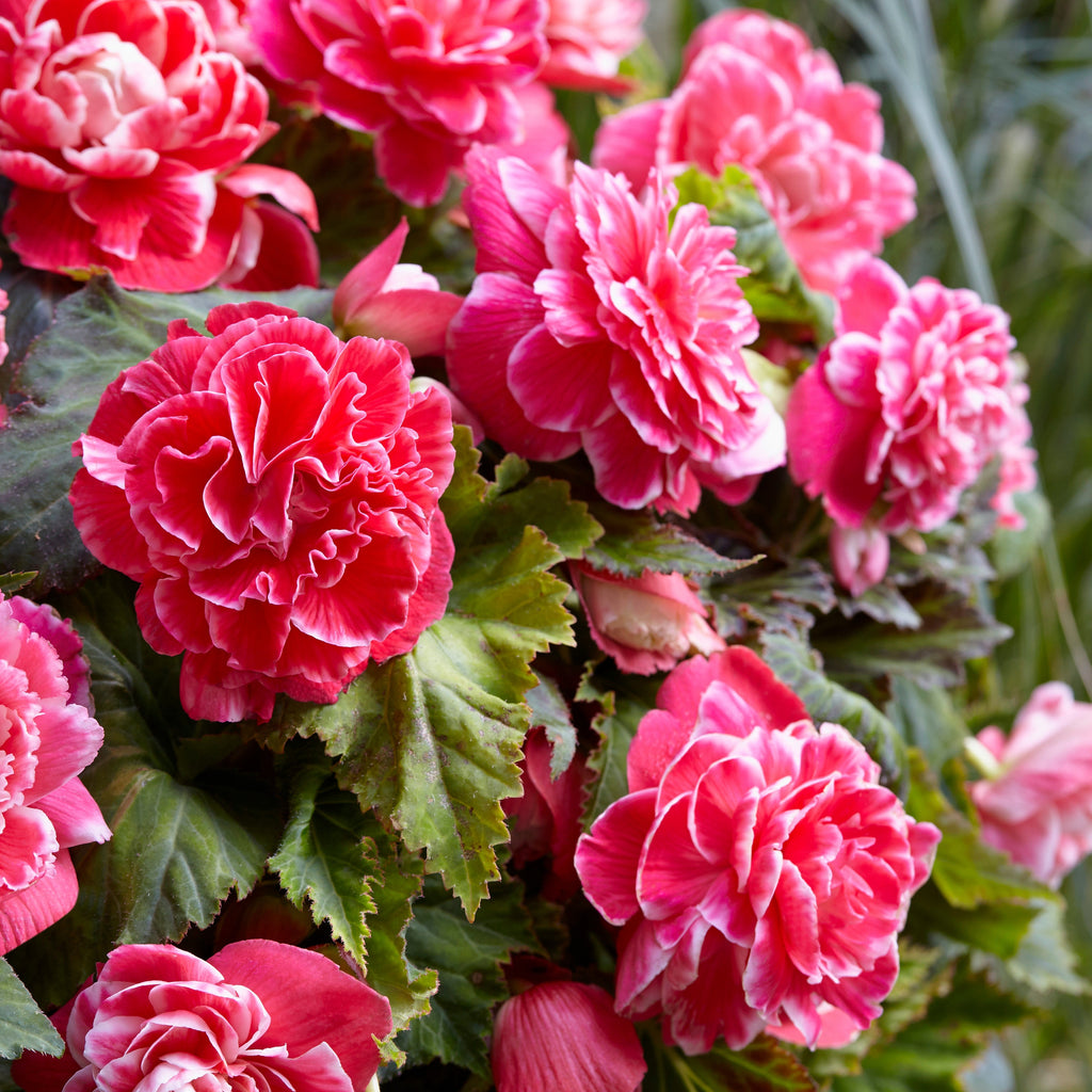  5 Bégonias à Fleurs De Camélia