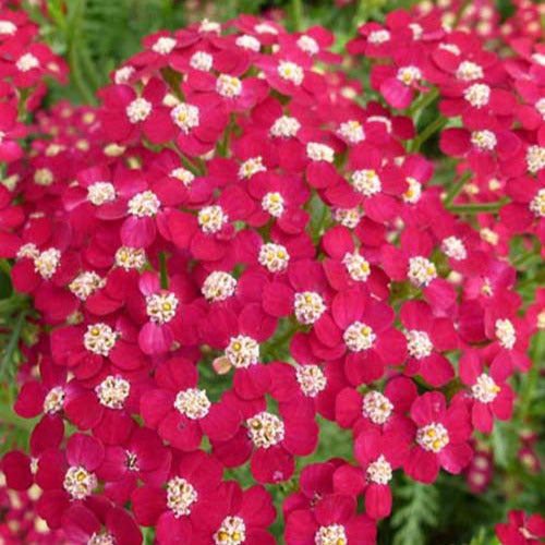  3 Achillées Petra