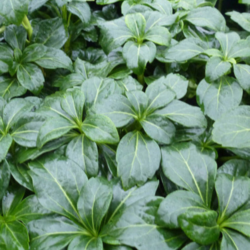  3 Pachysandre Green Sheen