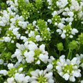  3 Brunelles à Grandes Fleurs White Loveliness